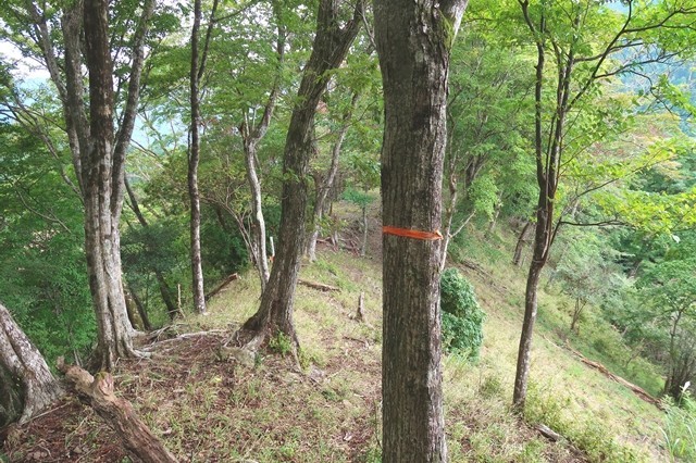 標高９５０ｍ付近の秦野峠廃道ルートのマーキング