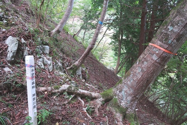 水源の森林の杭と秦野峠廃道ルート分岐