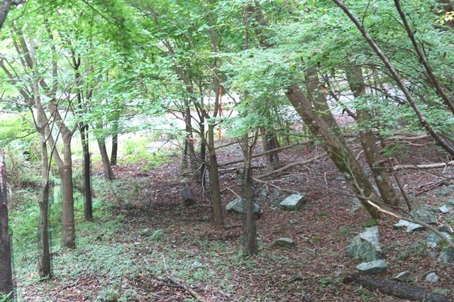 秦野峠廃道ルート林道合流