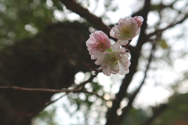 寄大橋の寒桜