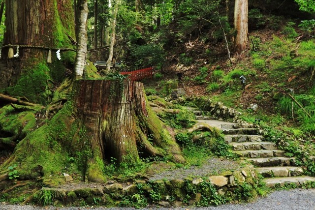 萌芽更新の山の掟