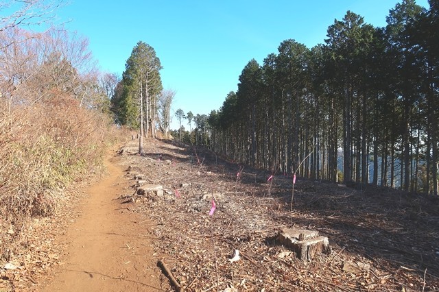 堂所山への登山道様子