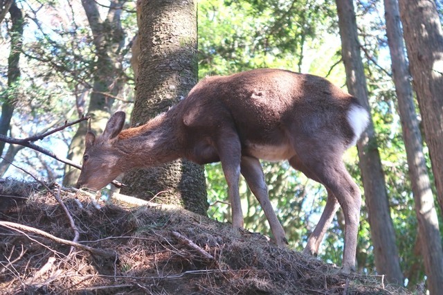 大山の野生のシカ