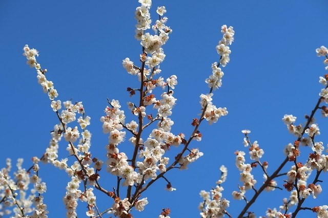 矢倉岳登山口周辺で桜が咲いていた