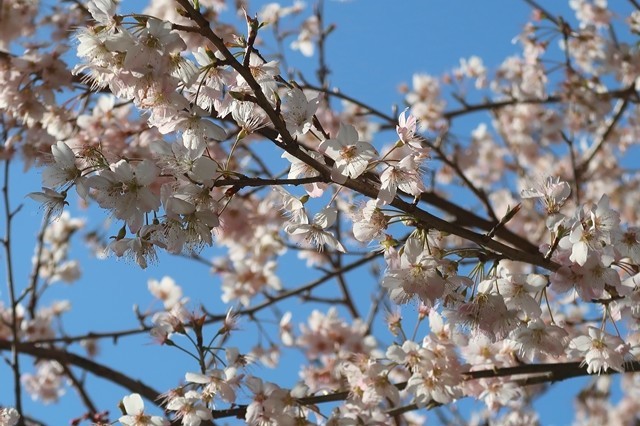 矢倉沢ルートも桜が満開