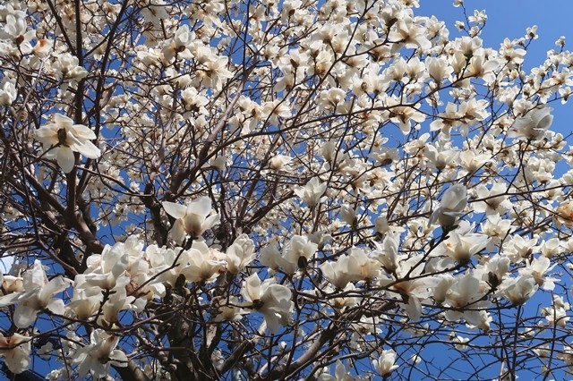 矢倉岳へ上る途中のモクレンのお花が満開
