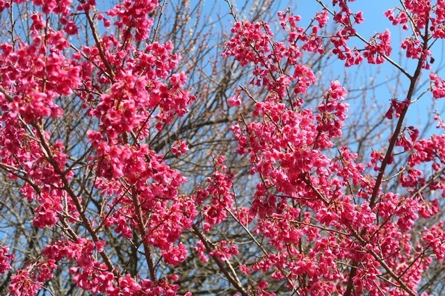白山神社周辺の真っ赤な桜