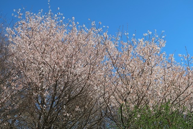 足柄古道桜が満開