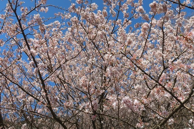 足柄古道周辺の桜の花