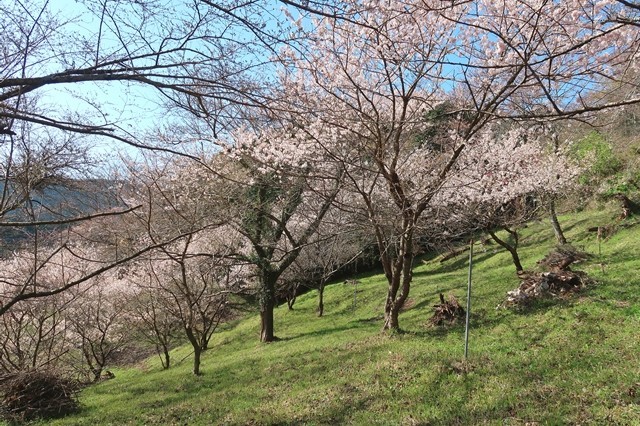 もみじ山の桜の木