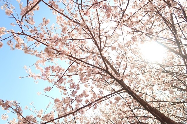もみじ山の桜を下から激写