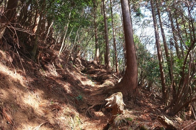 矢倉岳への登山道の様子