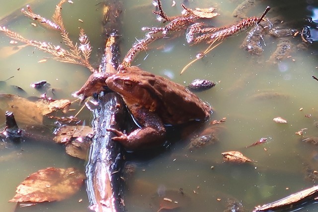 矢倉岳の登山道でカエルが半身浴していた