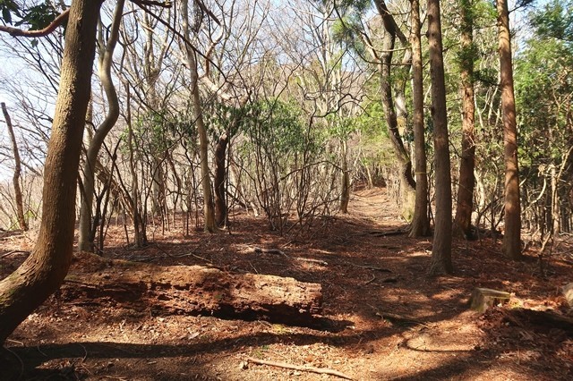 矢倉岳の登山道の休憩スポット