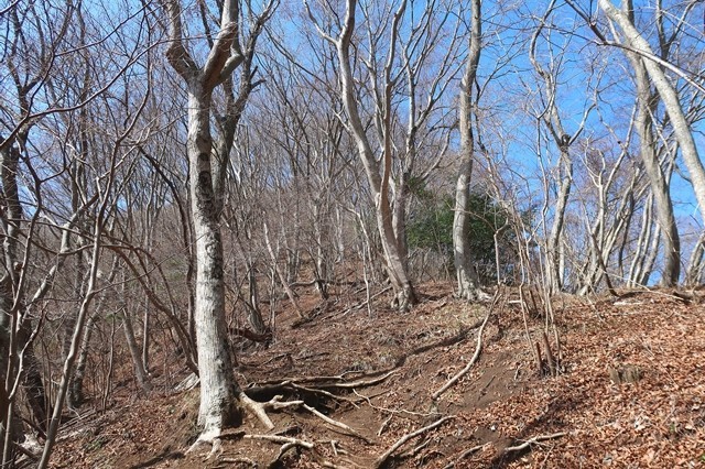 矢倉岳の山頂まで急坂が続く