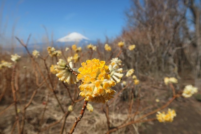 矢倉岳の山頂ミツマタの花
