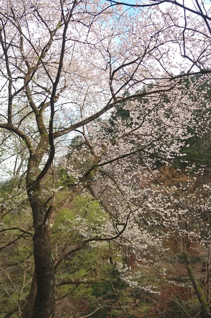 片倉橋のゲート付近の桜の花