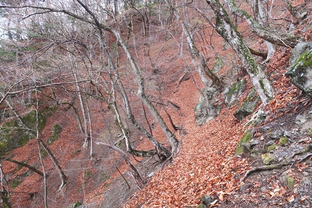 ヨモギ尾根(鉢焼場尾根)登山道の様子