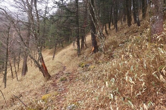 奥秩父主脈縦走路の登山道の踏み跡