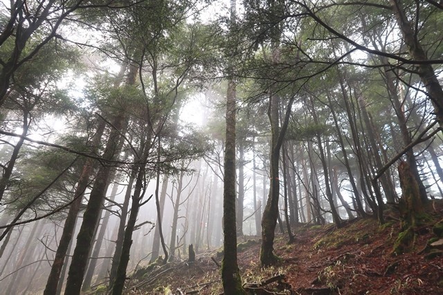 飛龍山への近道登山道