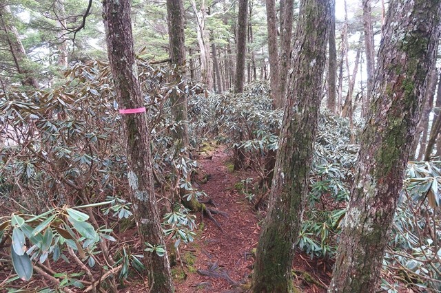 飛龍山周辺の石楠花の藪漕ぎ