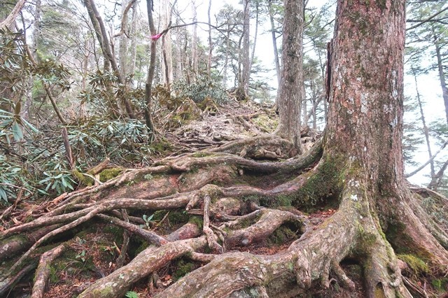 前飛龍山の石楠花の藪漕ぎルート