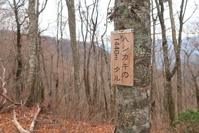 岩岳尾根上のハシカキのタル