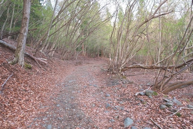 北口登山道の入口までの林道様子