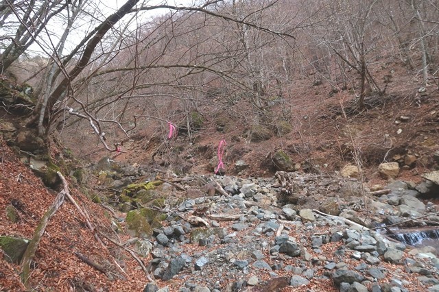 三つ峠北口登山道のピンクリボンはルートを指している