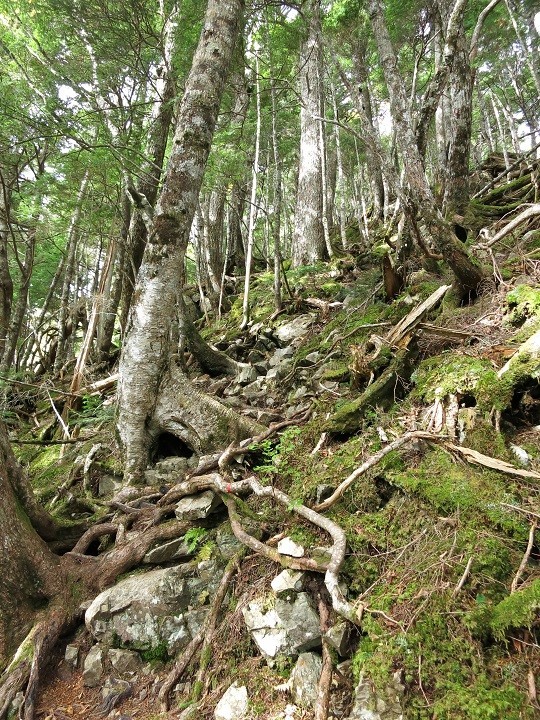 笊ヶ岳登山道の様子滑落事故が多い場所