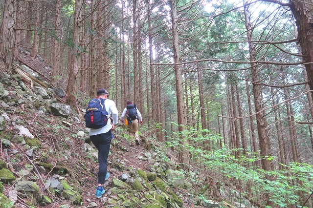 シロヤシオ咲く檜洞丸北尾根登山道の様子