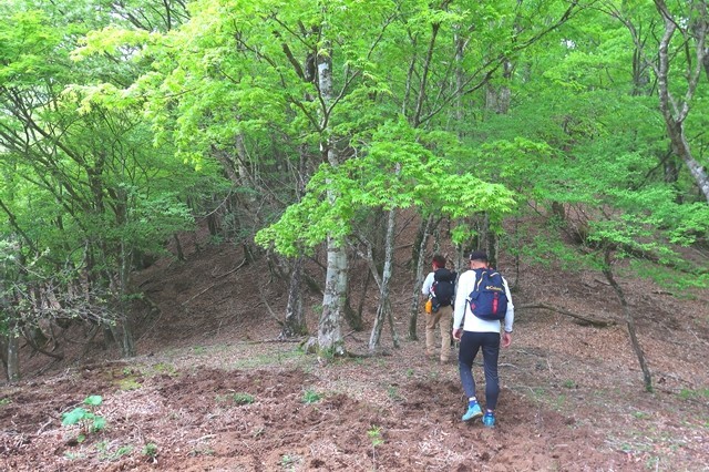 檜洞丸北尾根登山道を歩く登山者