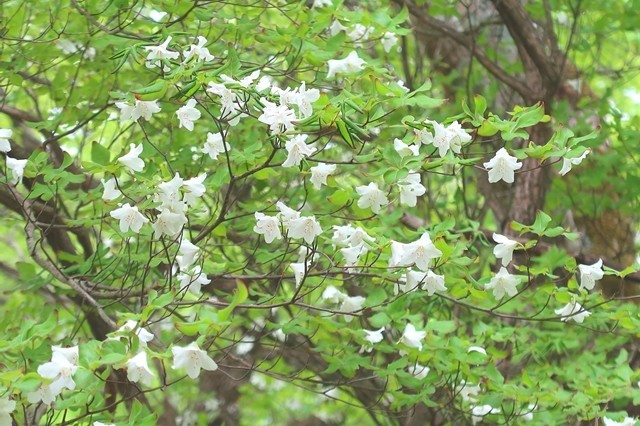 檜洞丸北尾根登山道の標高１，３００ｍくらいからシロヤシオの花が咲き始めていた