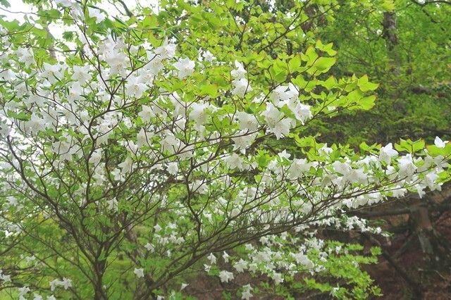 シロヤシオの花