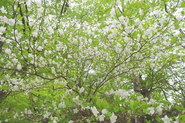 シロヤシオの花が満開の様子