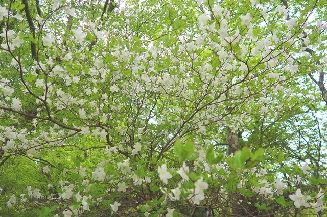 ２０２１年シロヤシオの花