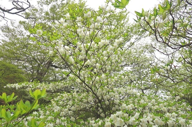 檜洞丸シロヤシオの花が多く圧巻