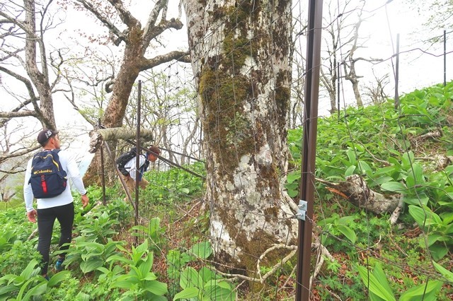 檜洞丸の山頂周辺の鹿柵の様子