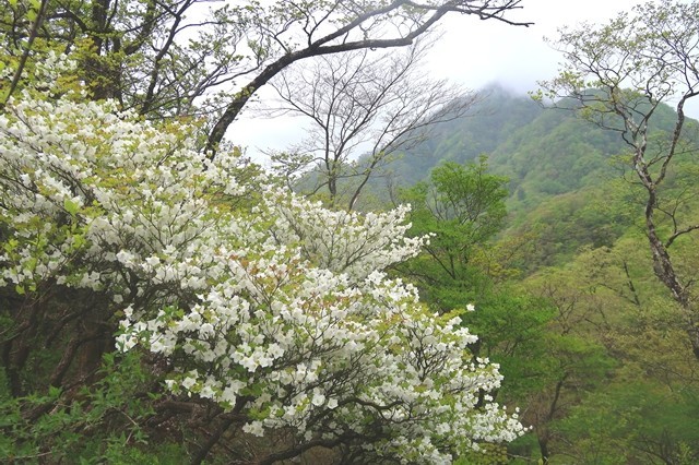蛭ヶ岳への登山道もシロヤシオが咲いていた