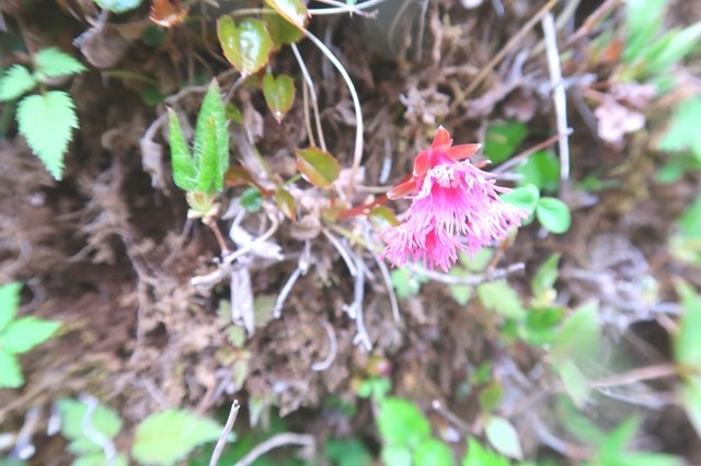 丹沢のイワカガミのお花