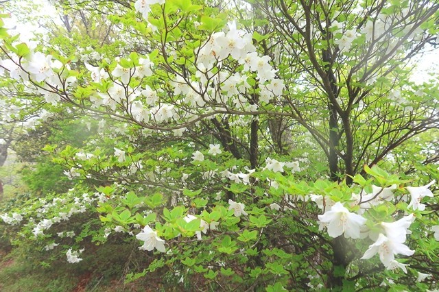 臼ヶ岳から蛭ヶ岳への登山道もシロヤシオが咲いていた