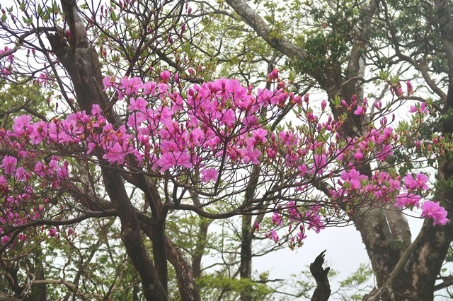 ミツバツツジの花