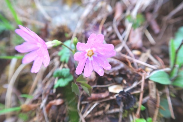 蛭ヶ岳山頂直下の紫色のお花
