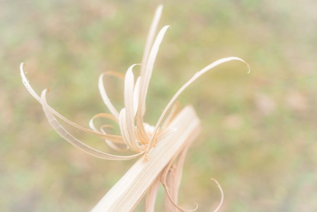 着火剤フェザースティック