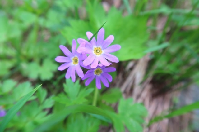 草付きのお花畑