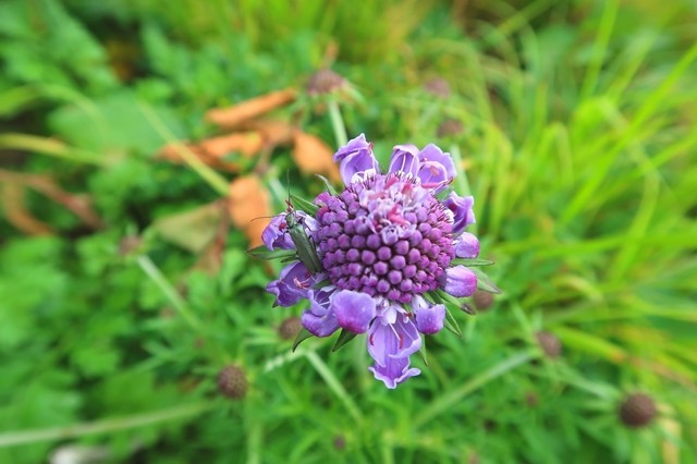 梅花皮小屋周辺のお花