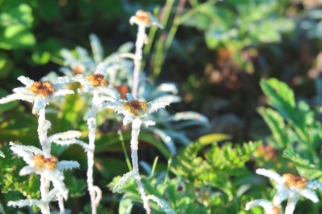 梅花皮岳周辺の登山道高山植物の宝庫