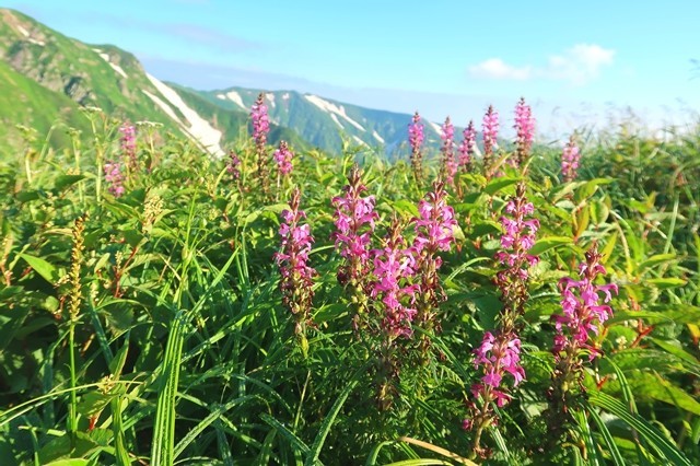 飯豊山は花の百名山