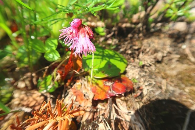 烏帽子岳への登山道上も高山植物が豊富