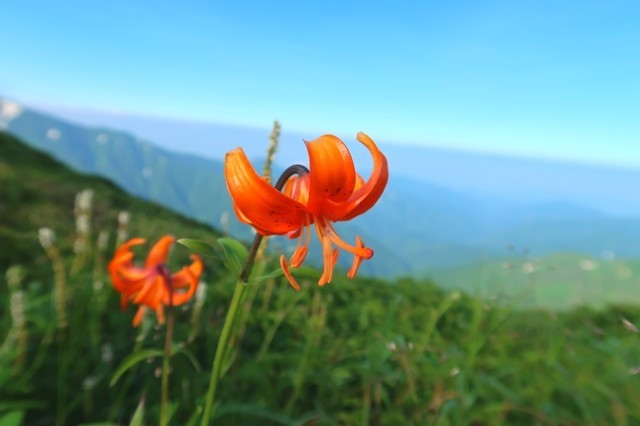 ヤマユリの花